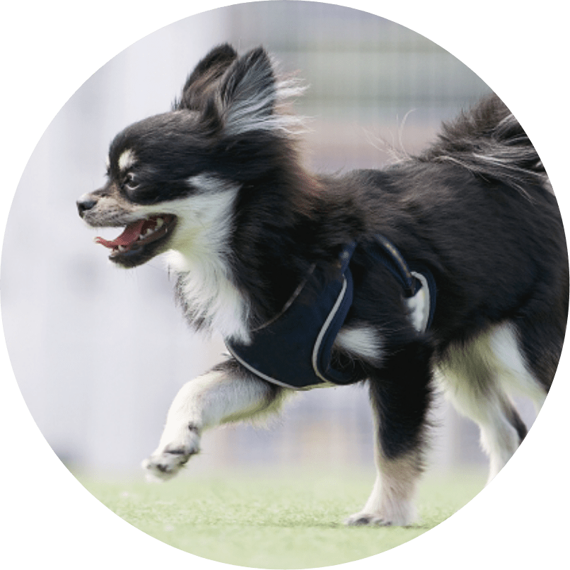 走り出す犬の写真