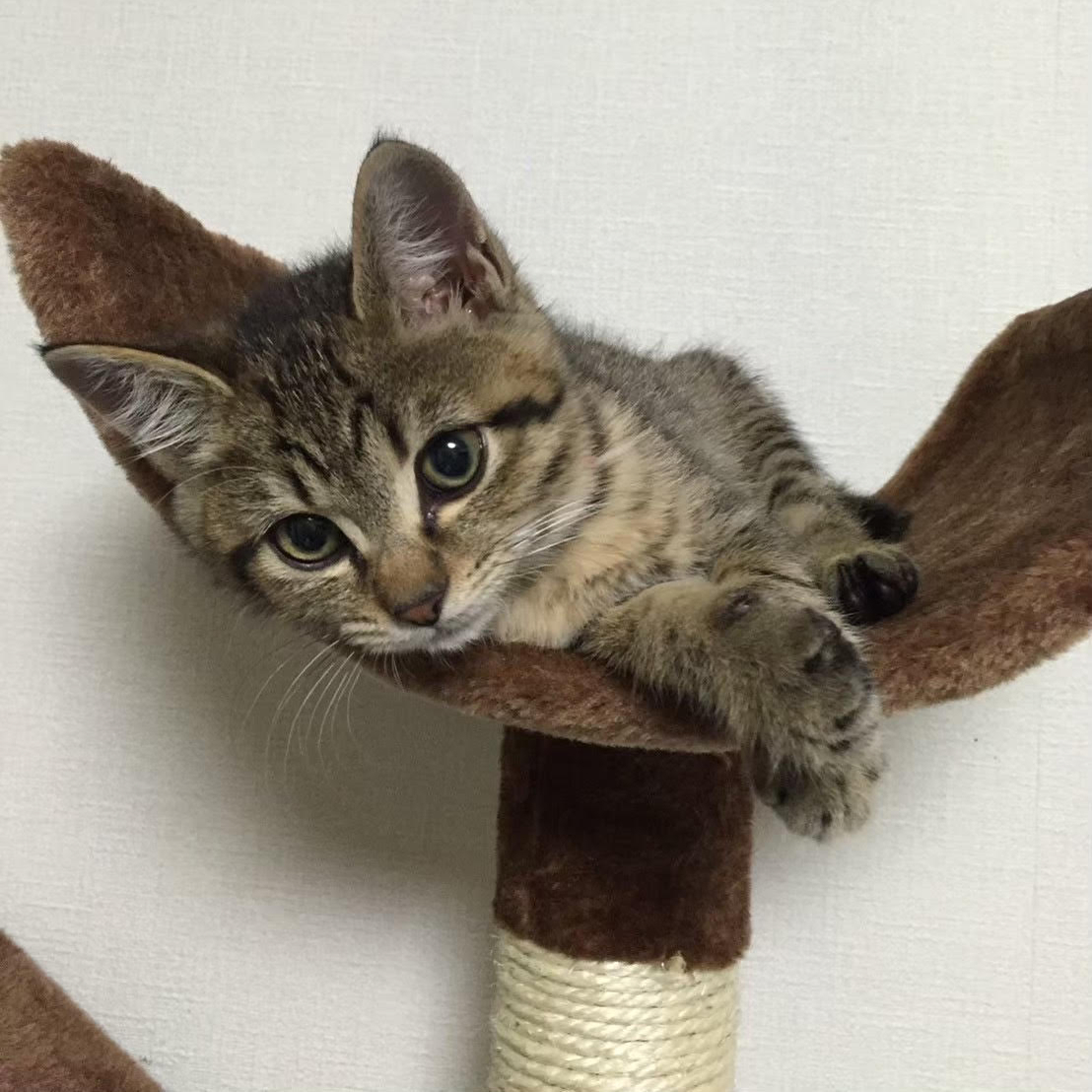 複数の犬が寄り添う写真