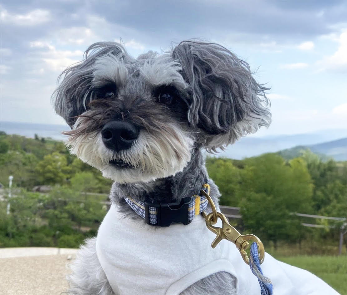 花畑の犬の写真