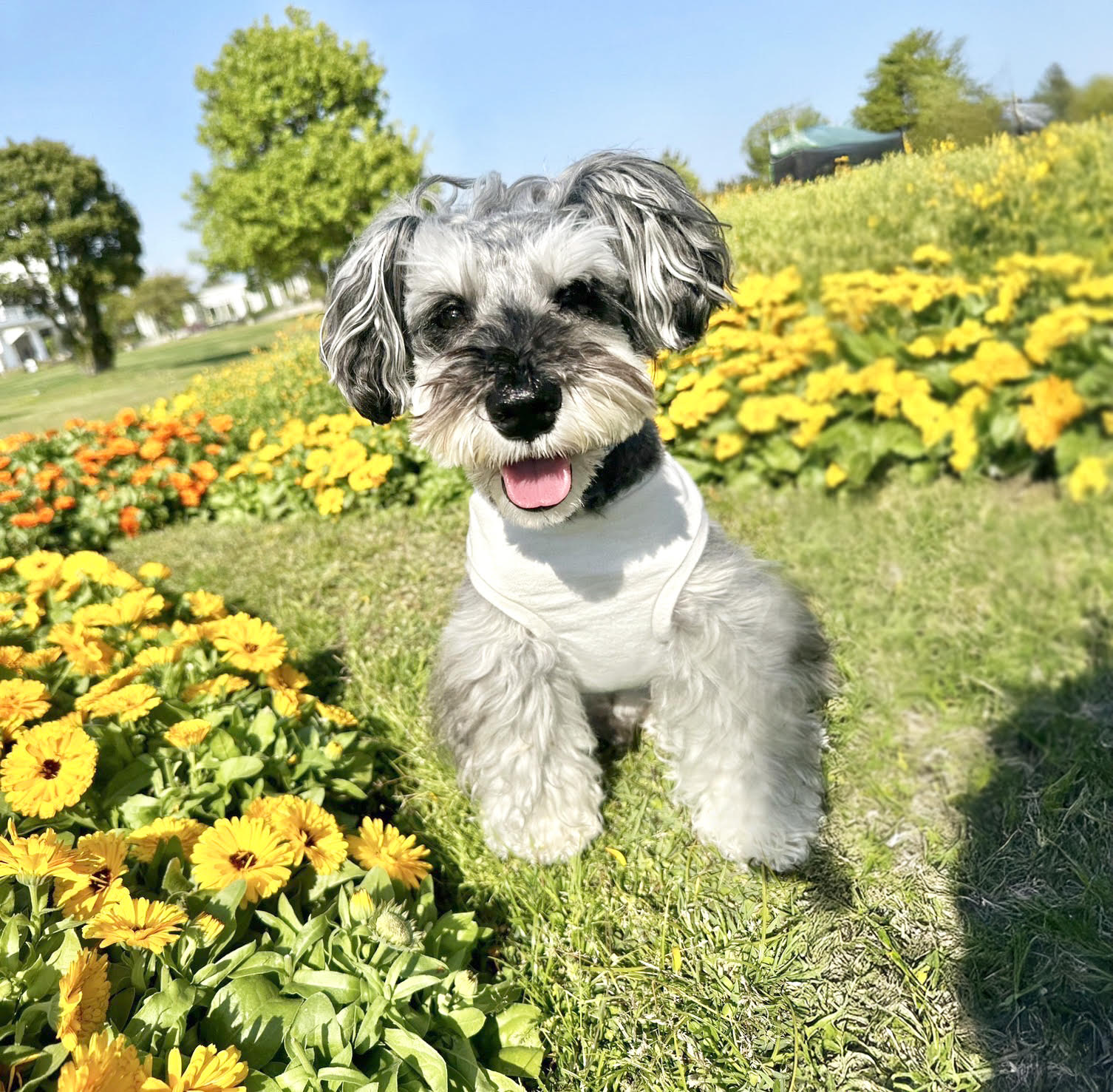 公園の犬の写真