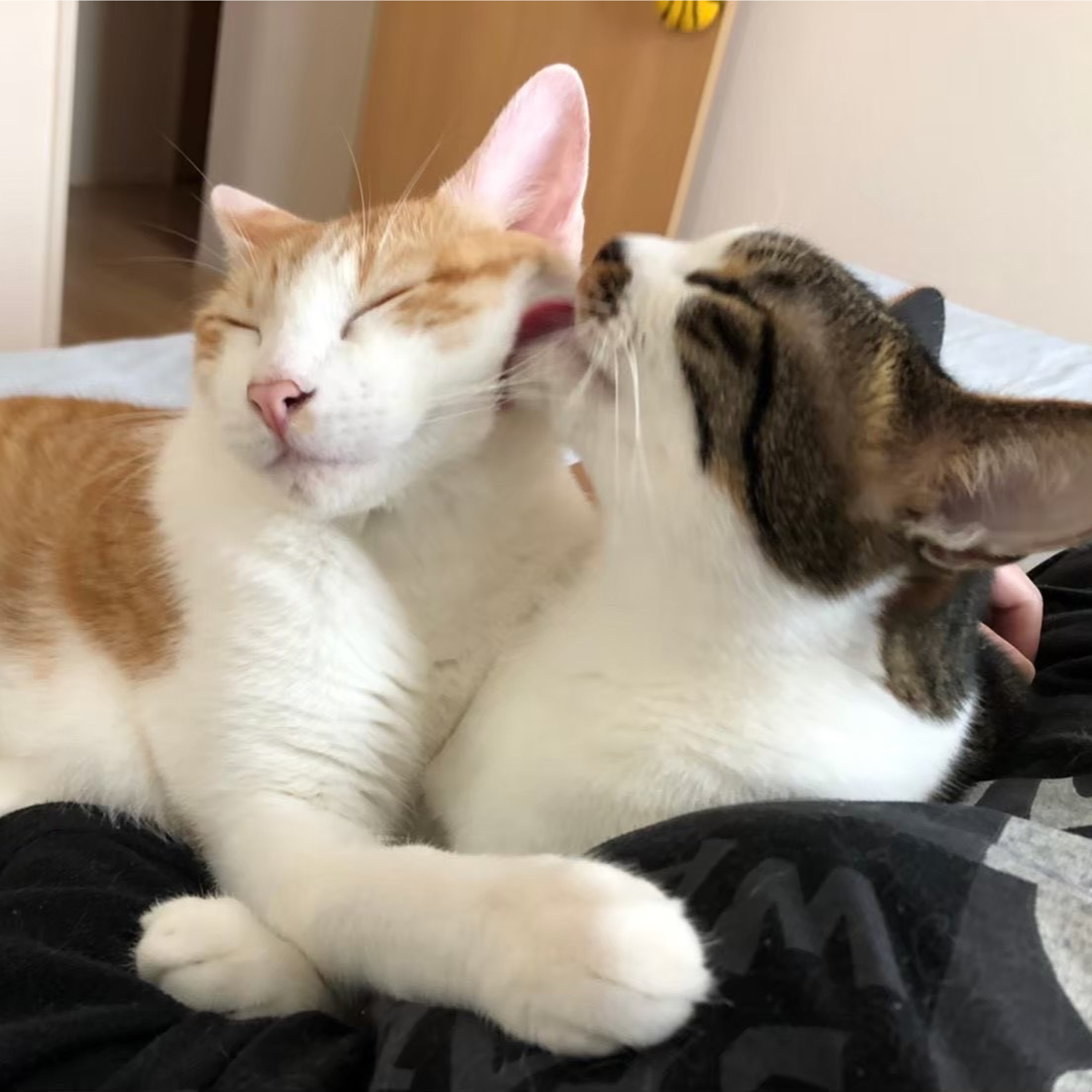 猫同士が戯れ合う写真